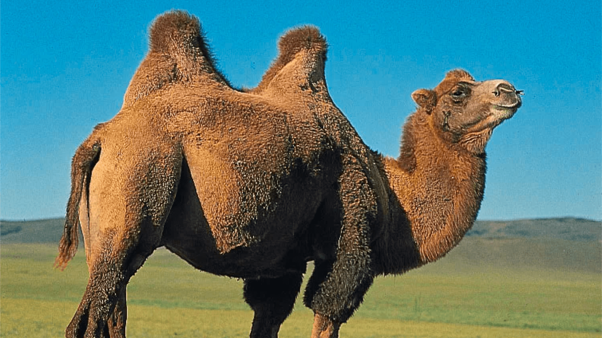 A camel